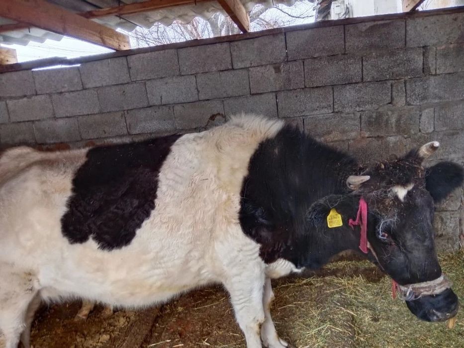 Сиыр      600000