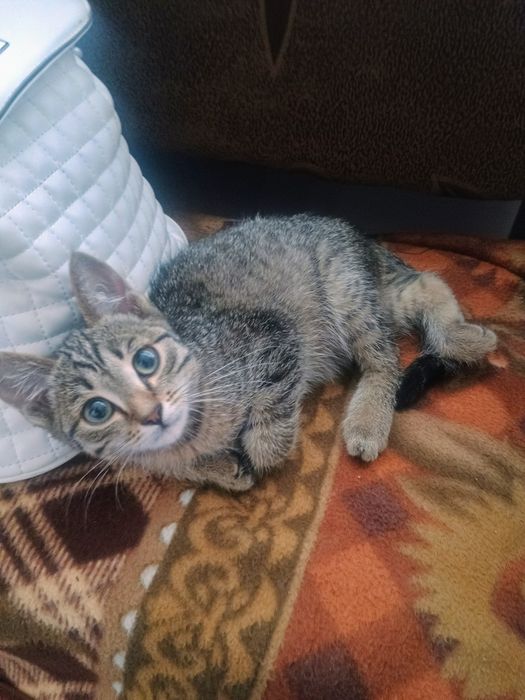 Отдам котенка в добрые руки