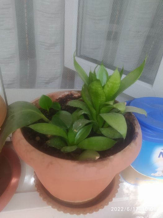 Разные комнатные цветы