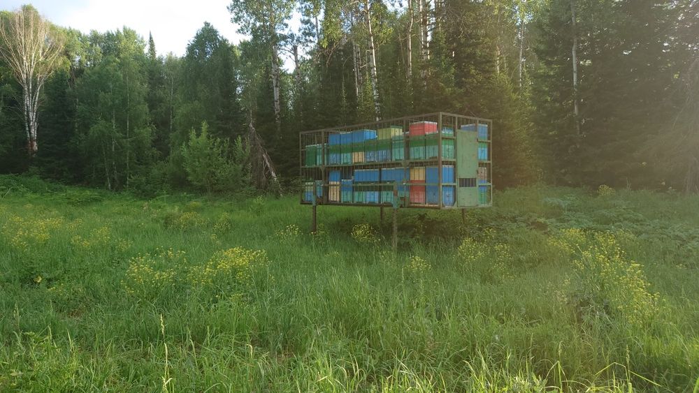 Мёд Восточно Казахстанский