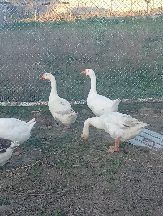 Продаётся гуси срочно
