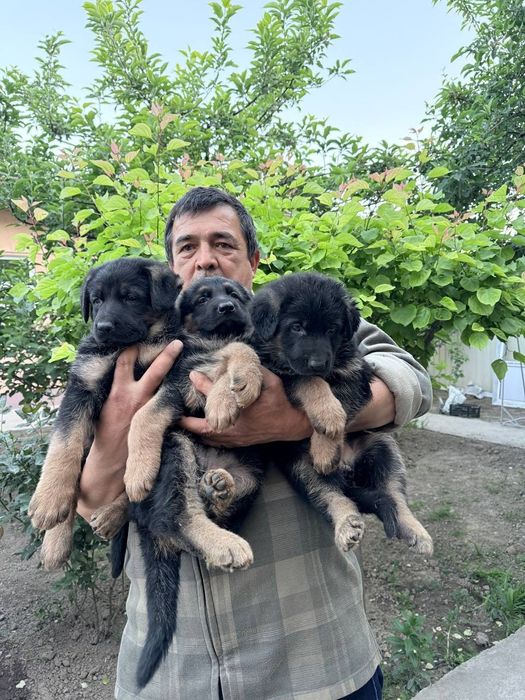 Шенки немецких овчарок