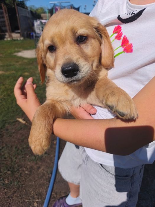 Golden retriever