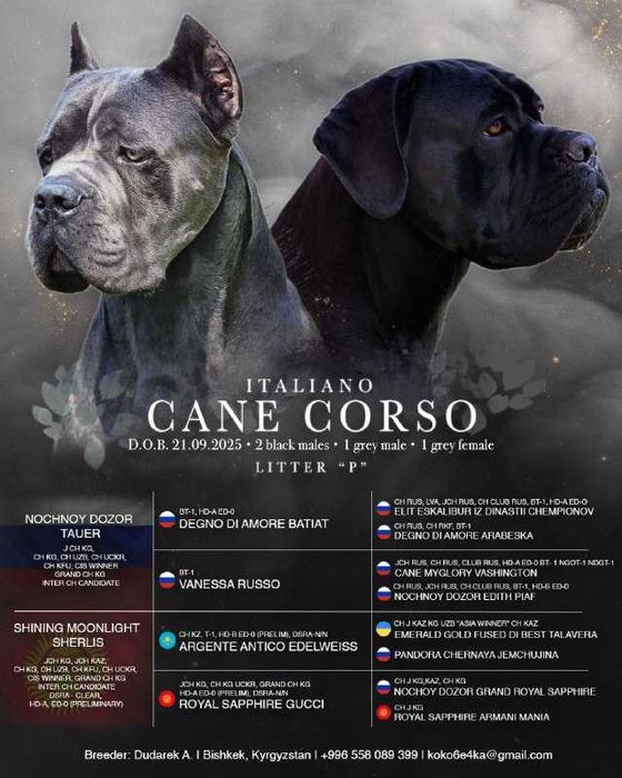 Щенки кане корсо