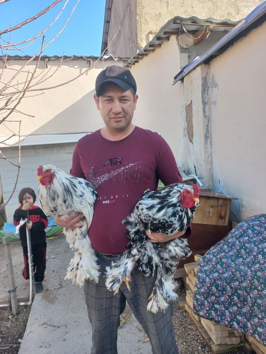 Брама тухумлари сотилади бостириша уругланга