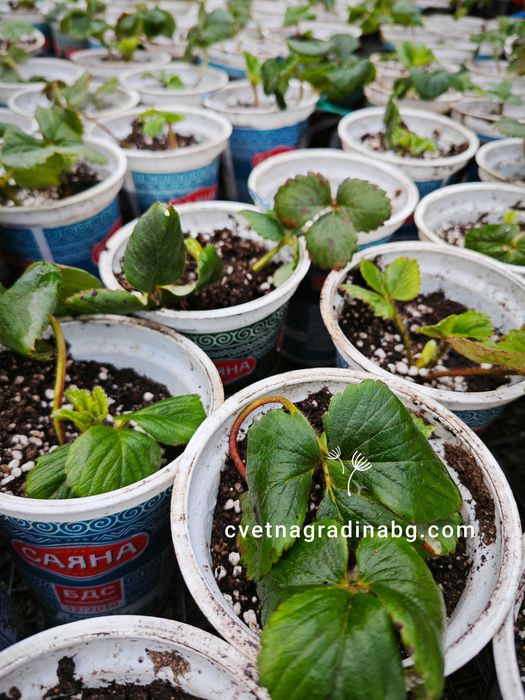 Целогодишни ягоди - пикирани в кофички