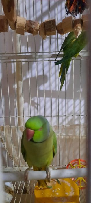 Продам срочно попугая