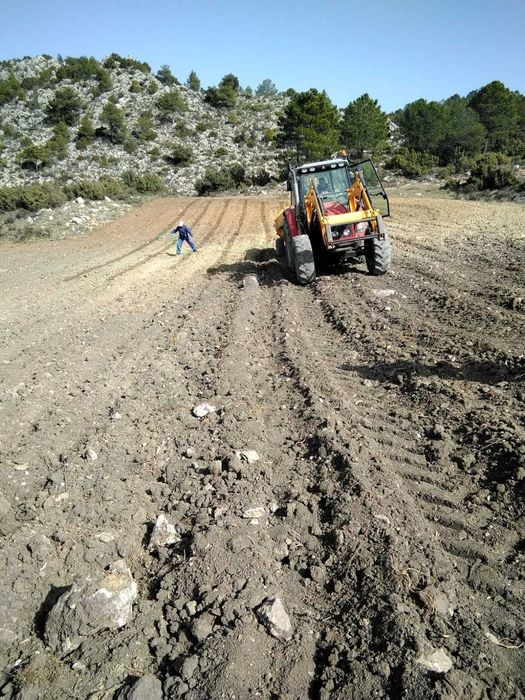 Butasi lavanda sevastopolis campania2025 -2026