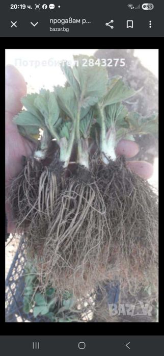 Продавам разсад ягоди и малини