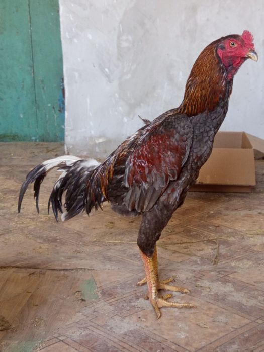 Дакан пепельный жужа