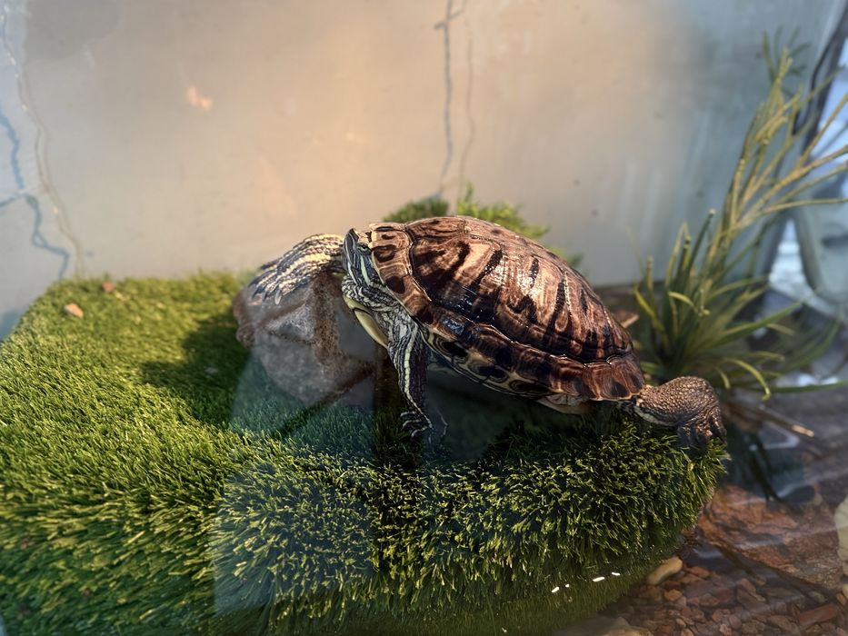 Морская красноухая черепаха