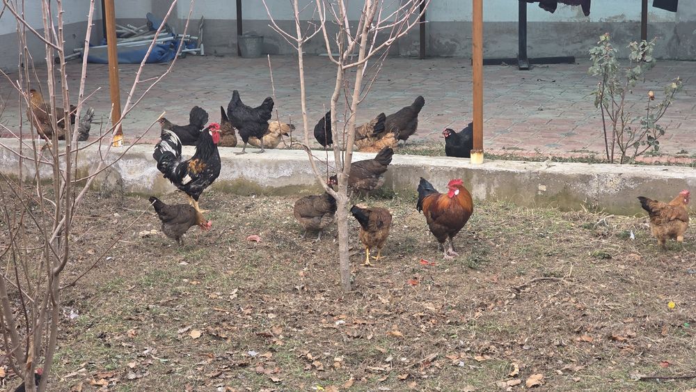 Шошилинг! Хуроз ва товуклар сотилади!