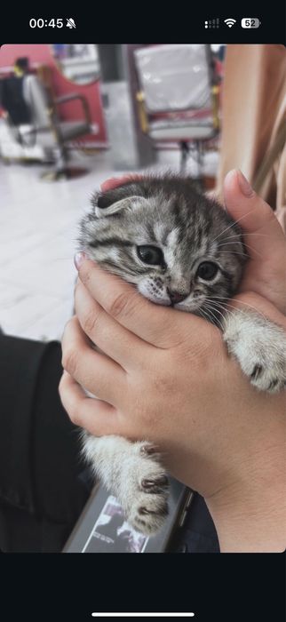 Шотландская кошка