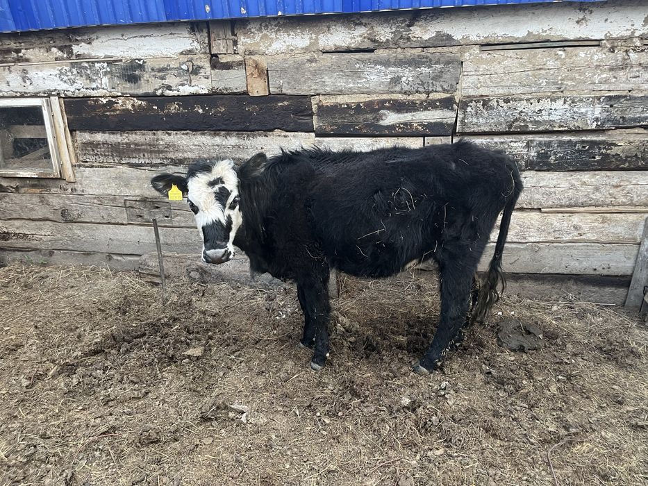 Буаз кашар сатылады