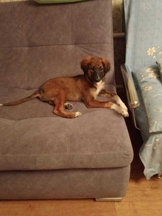 Отдам щенка в хорошие руки