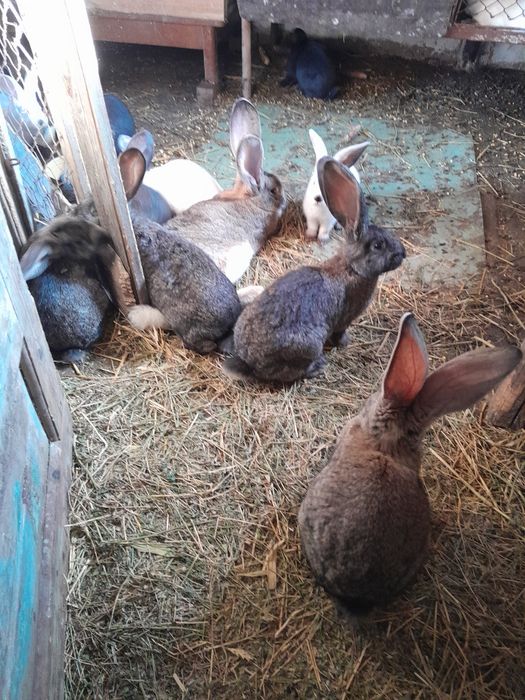 Iepuri urias  german și urias de Transilvania