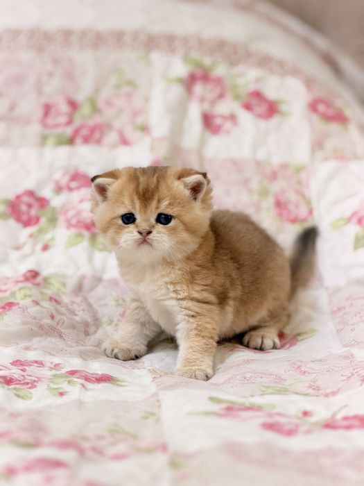 Britanski zolotisti shinshilla sotiladi bolalari