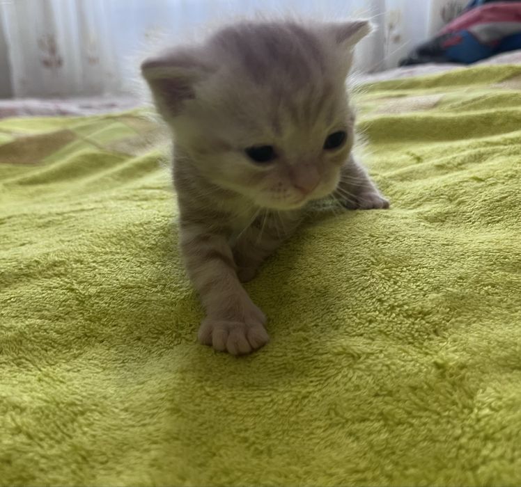 продаем шотландских котят