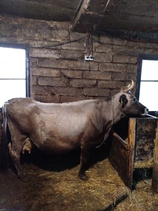 Продава се крава