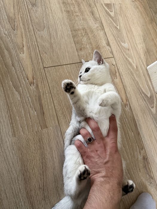 Продоется котёнок