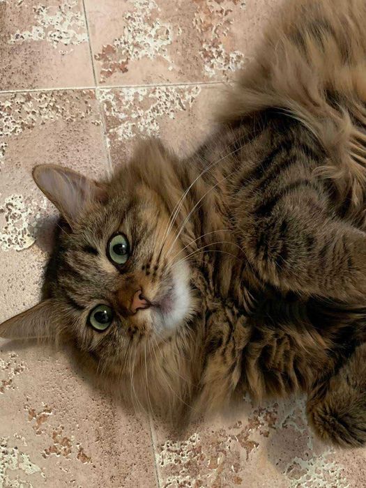 Отдам Кошку в хорошие руки