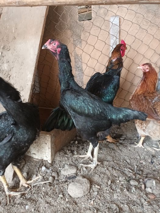 Дакан товуклар сотилади