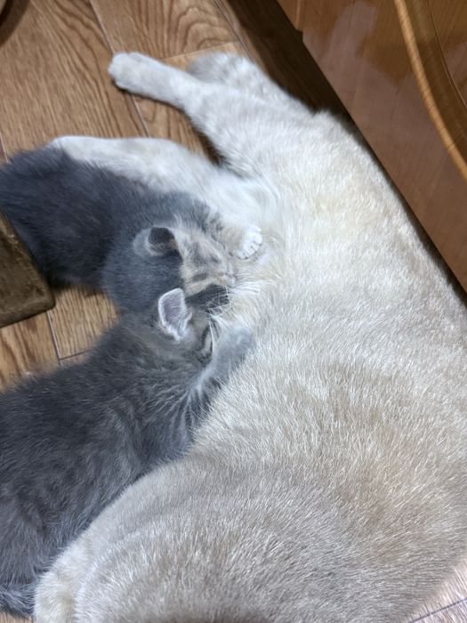 Отдам котят в добрые руки.
