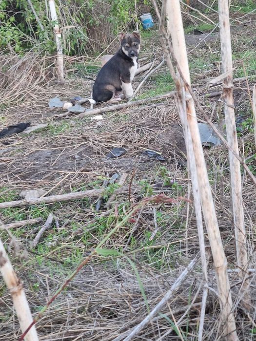 4 catelusi metis Fox Terrier pentru adoptie