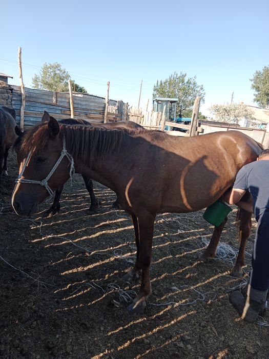 Сауынды бие сатылады
