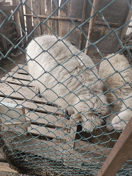 Продам вкусного барана