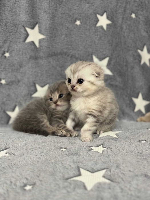 вислоушки плюшевые детки