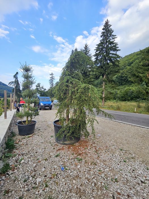 Brad argintiu și verde. Cedru pendular.