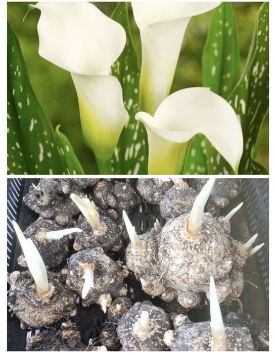 КАННЫ садовые, красные