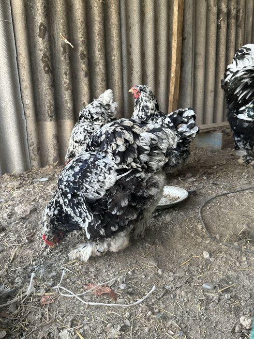 мрамор брама тухумлари