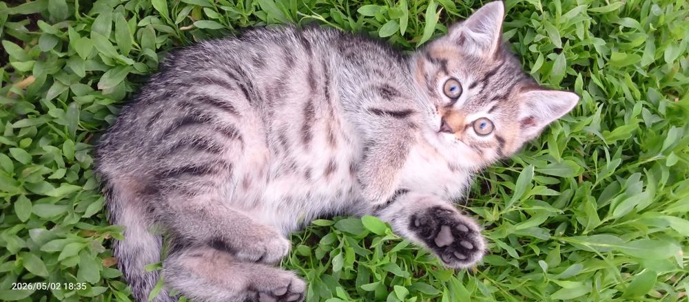 Полубританские котята