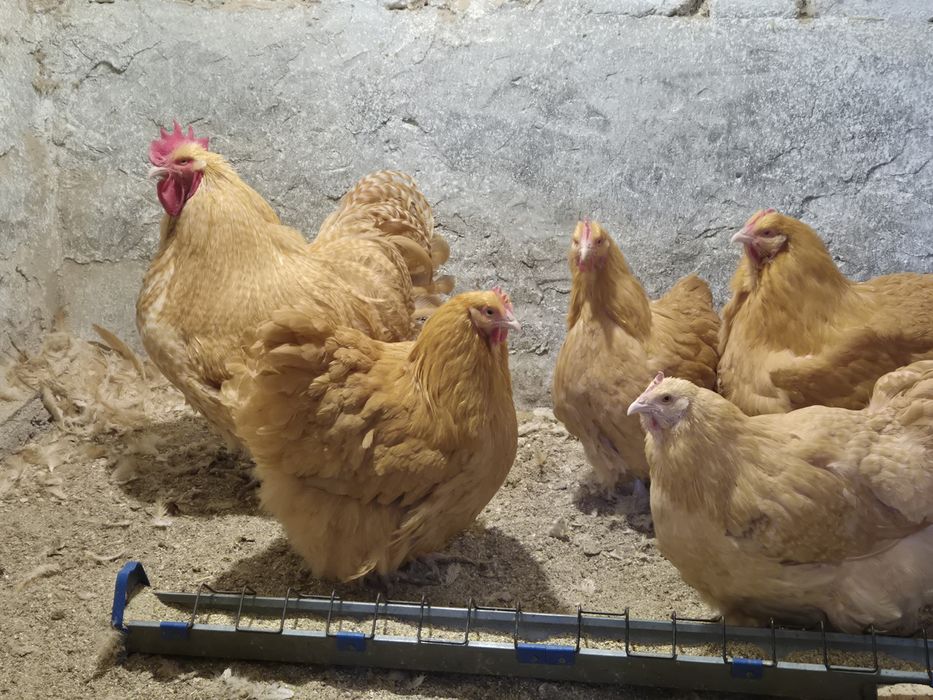 Продавам Жълт Орпингтон 5+1.