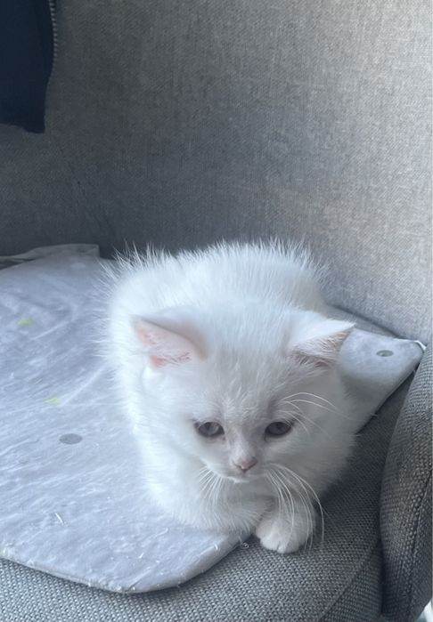 Отдам котенка белого