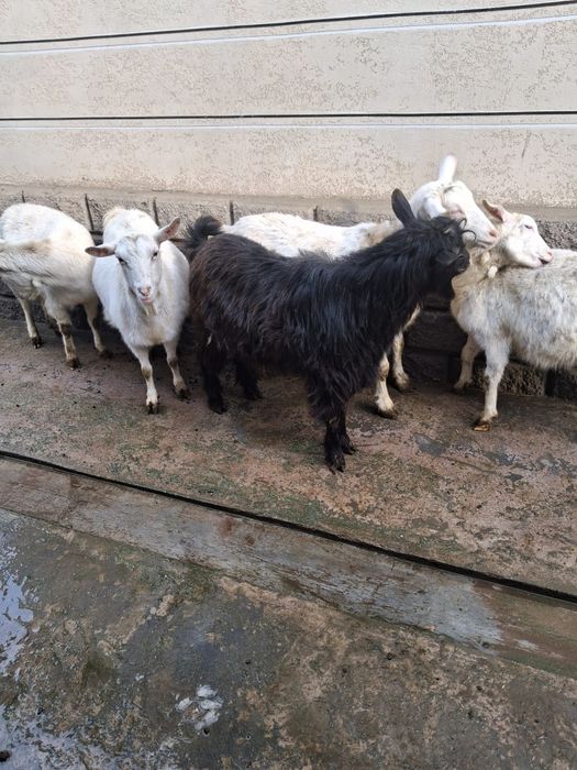 Теке сатылады жас теке