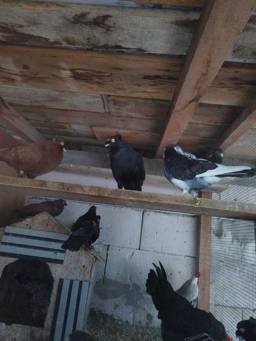 Vand porumbei voiajori germani,jucatori si pestriti etc