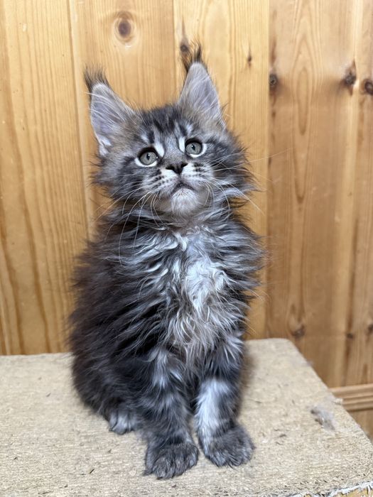 Роскошные котята мейнкуны