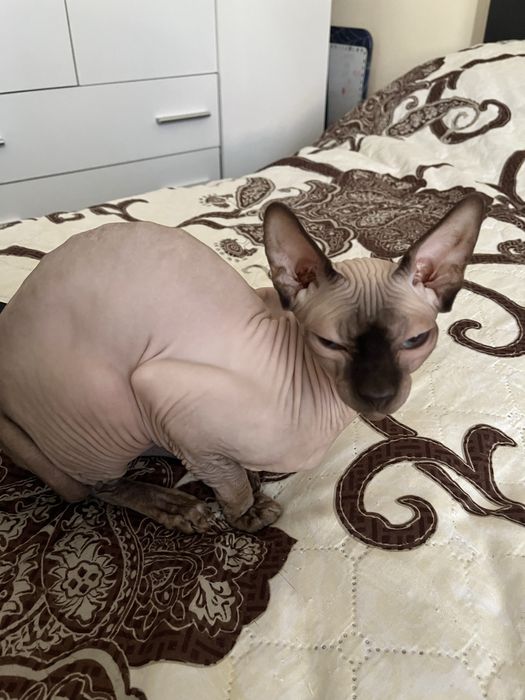 Котка сфинкс женска