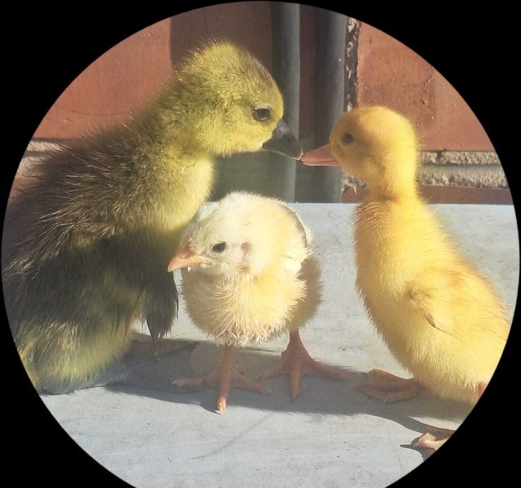 Цыплята бройлера Кобб 500