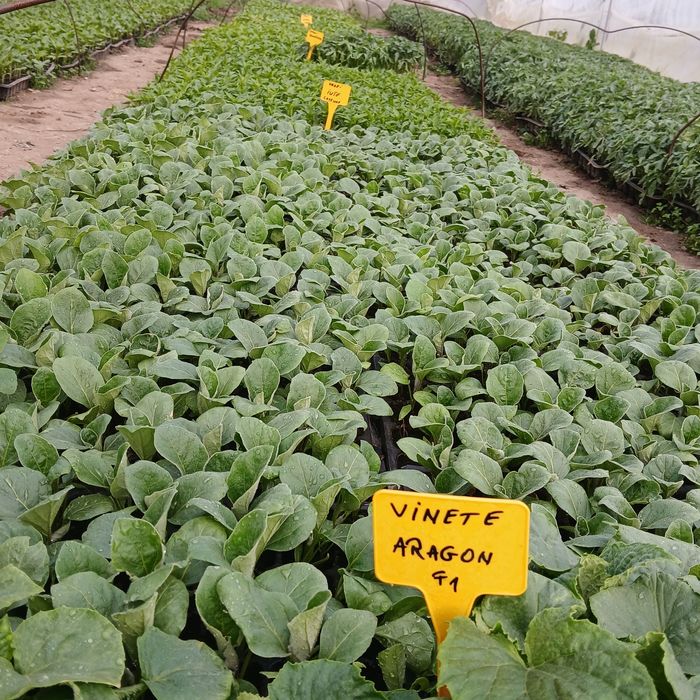 Răsaduri legume foarte frumoase