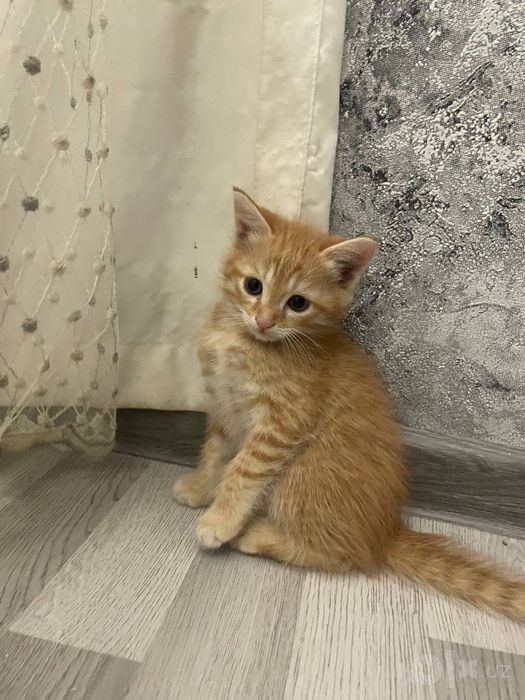 Бесплатно отдам маленьких котят
