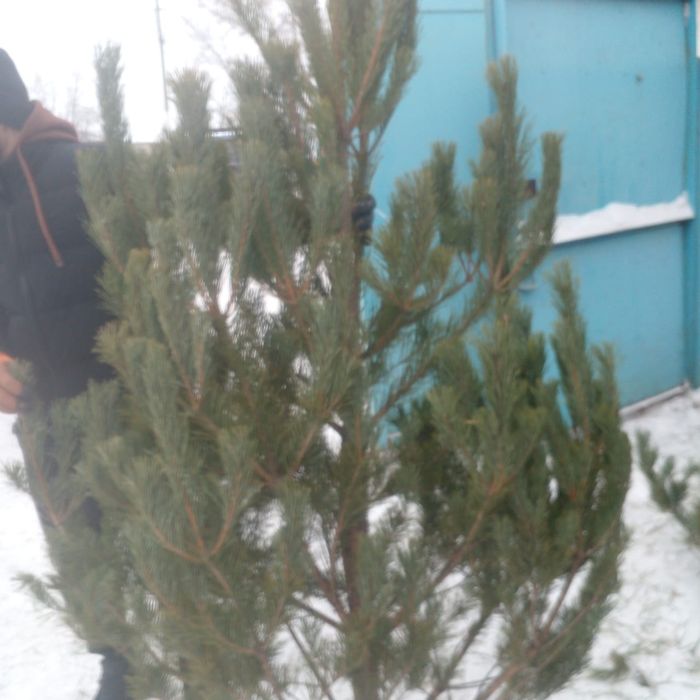 Новогодняя ёлка пышная