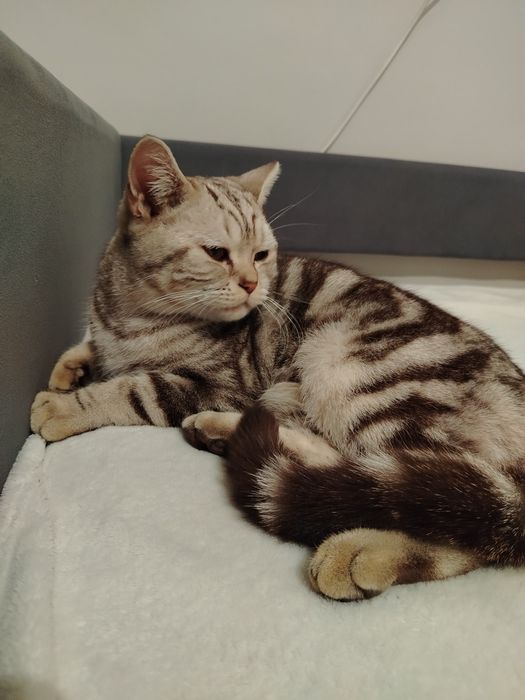 Кот британский  отдам в добрые руки