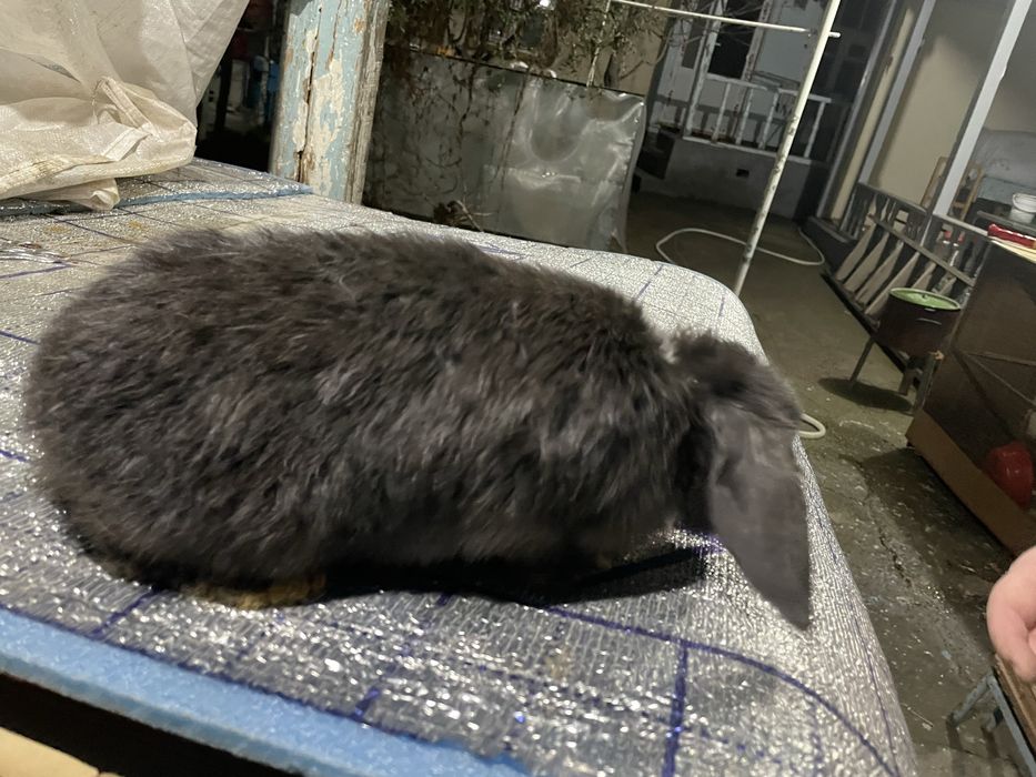 Quyon karlikoviy baran