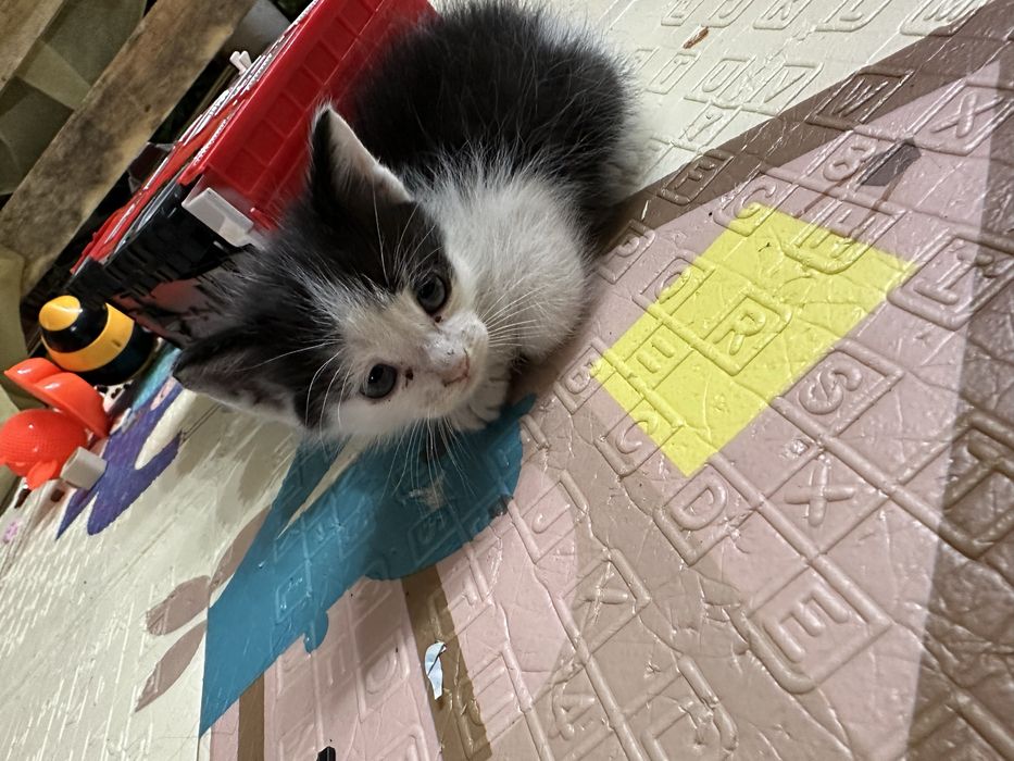 Отдам котят бесплатно!