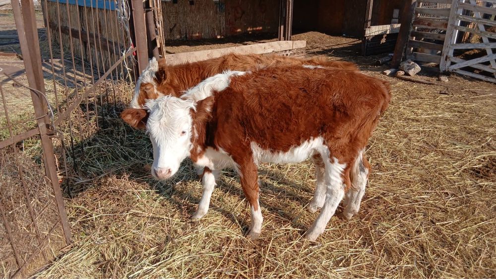 Ургашы басбактар сатылады
