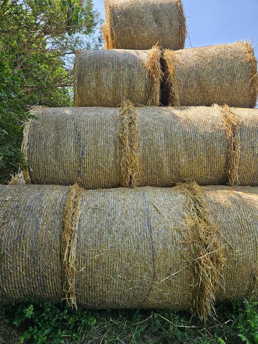Бали от ечемяна слама реколта 2025г.